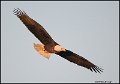 _0SB8804 american bald eagle